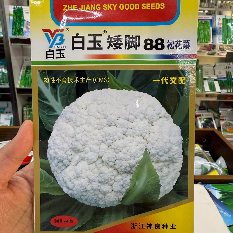 白玉矮脚88松花菜种子高产抗病耐热耐寒农家菜园种植蔬菜青菜种子