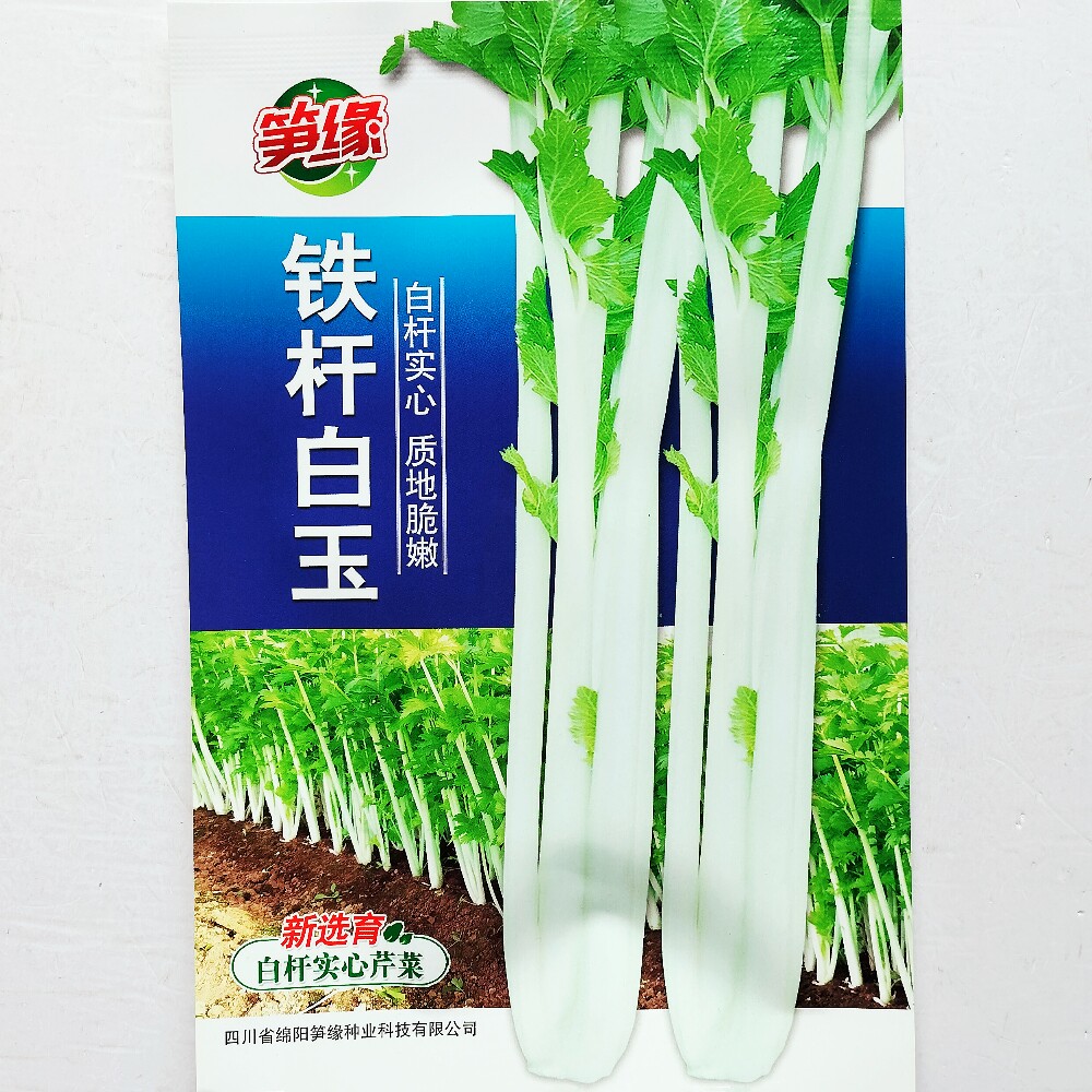 绵蔬铁杆白玉实心芹菜种子抗病清香耐热耐寒白芹菜种籽春夏秋季播