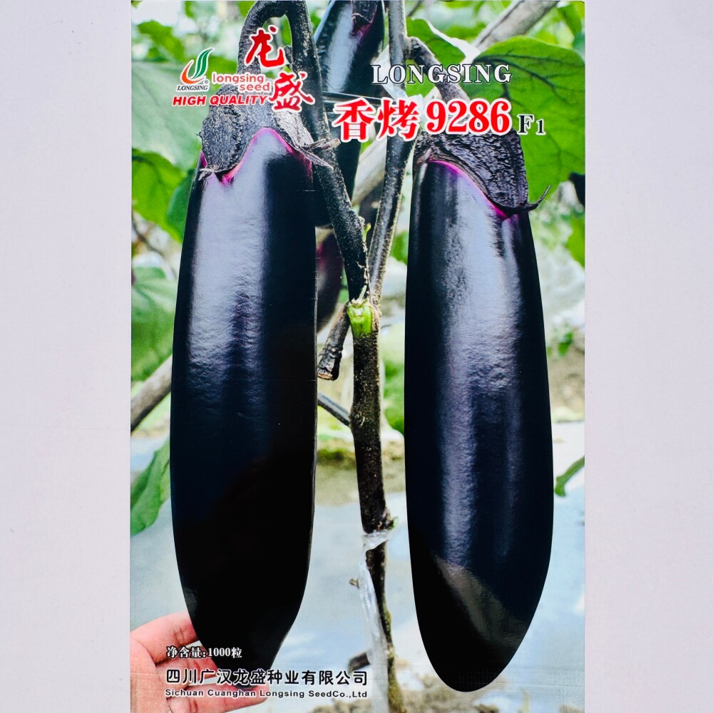 龙盛香烤9286烧烤茄种子紫黑油亮淡绿肉杂交早熟茄子种籽春秋季播