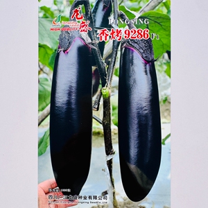 龙盛香烤9286烧烤茄种子紫黑油亮淡绿肉杂交早熟茄子种籽春秋季播