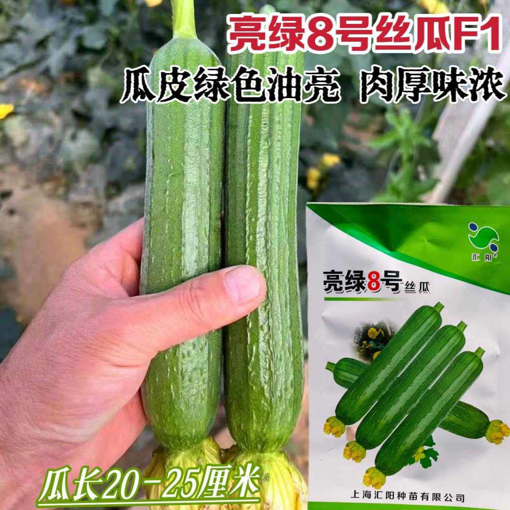 汇阳种苗亮绿8号油亮丝瓜种子抗病杂交早熟短棒丝瓜种籽肉厚味浓