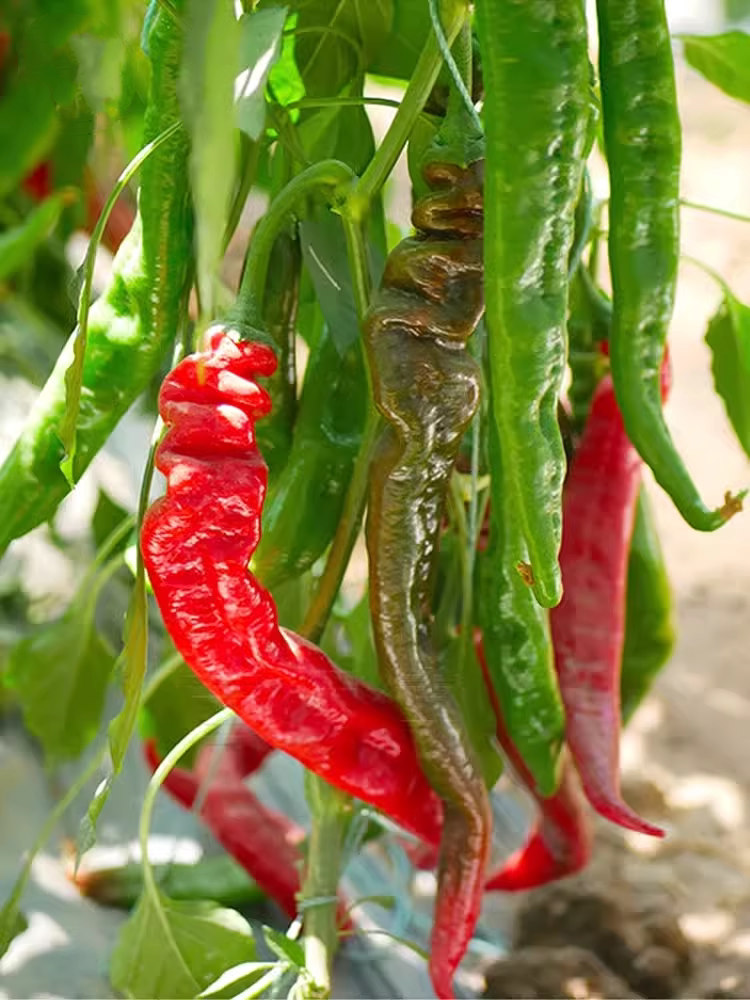 特大螺丝椒种子高产抗病特辣陇椒籽薄皮阳台菜园大田春季辣椒种孑