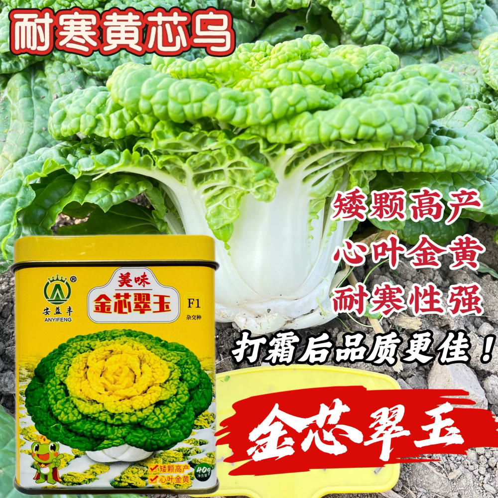 美味金芯翠玉黄心乌塌菜种子耐寒矮棵火锅菜白菜种籽农家秋冬季播