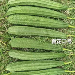华农大夏花2号杂交肉丝瓜种籽耐热早中熟大肉花点丝瓜种子夏秋季