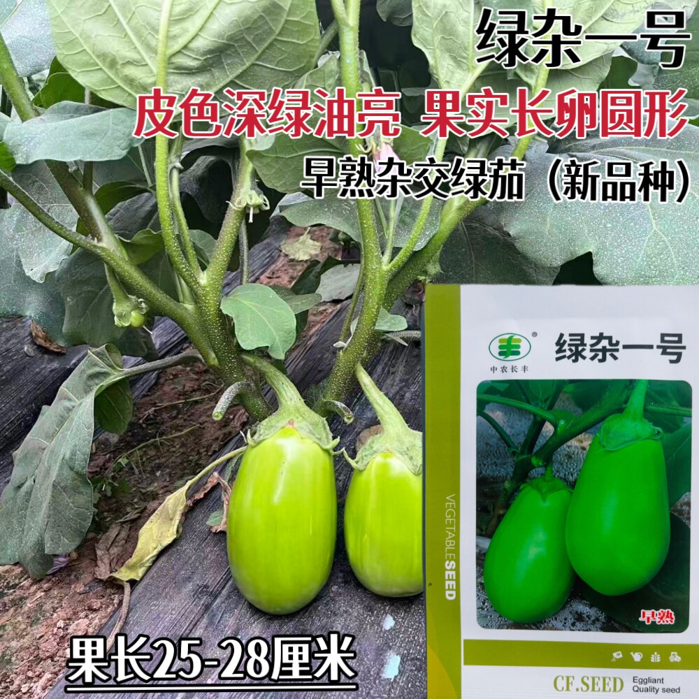 中农长丰绿杂一号杂交早熟绿茄子种子大田基地早春大棚露地播种籽