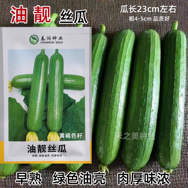 油靓丝瓜种子油皮丝瓜短棒油亮丝瓜种籽肉厚味浓一代杂交水瓜种子