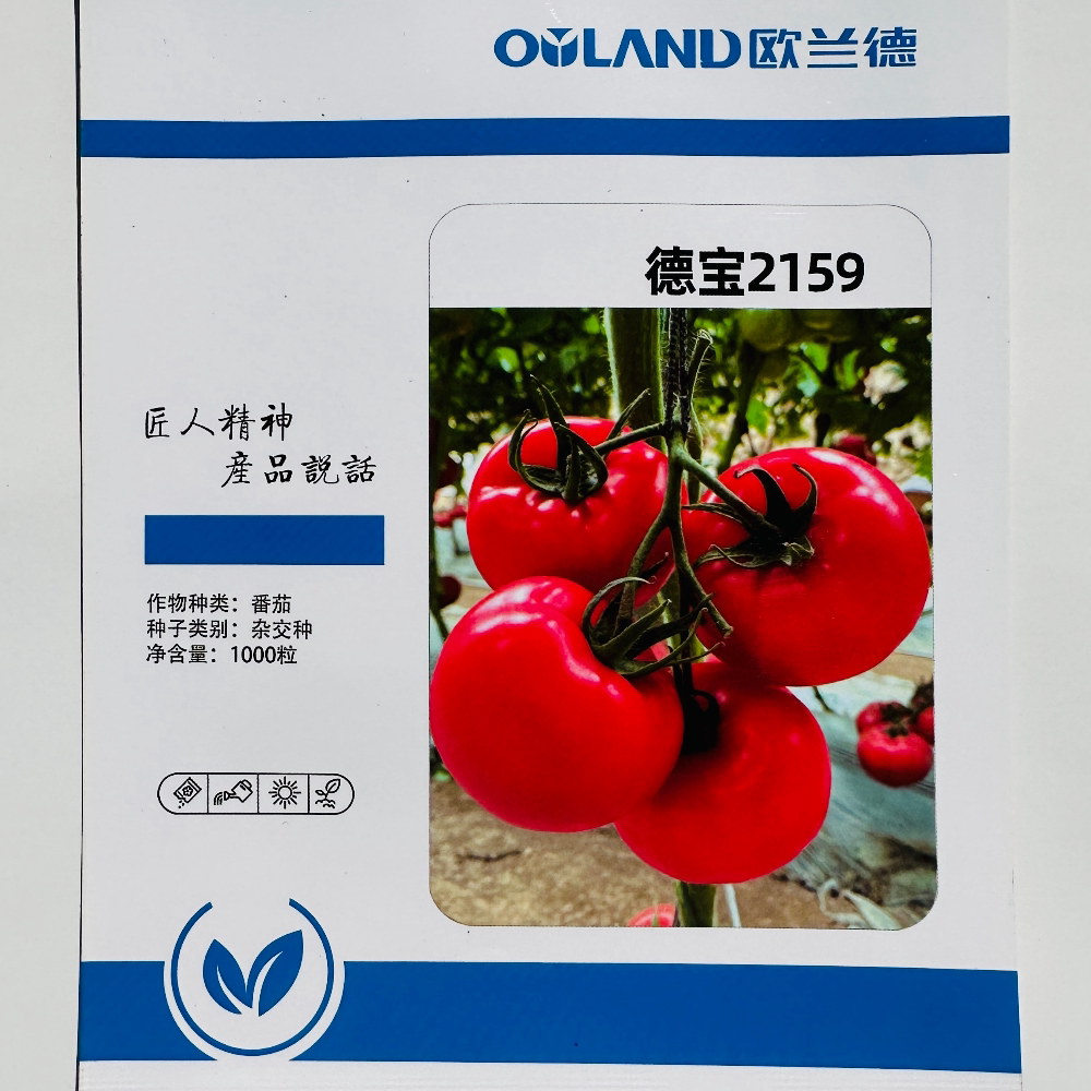 欧兰德德宝2159粉红番茄种子无限生长大果西红柿种籽农家春秋季播