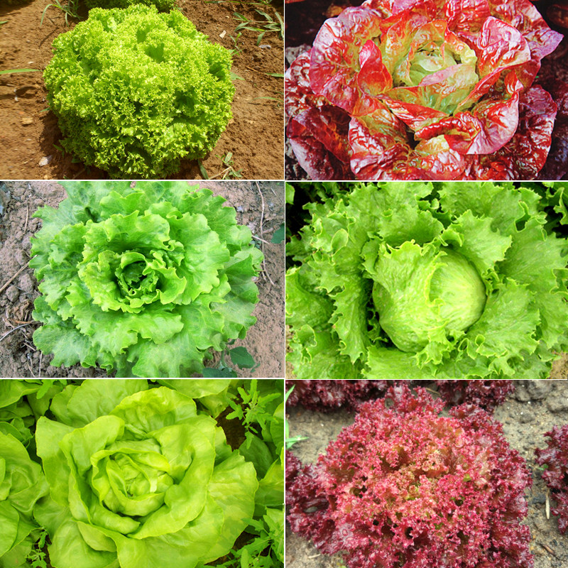 生菜种子种籽奶油生菜籽四季播结球紫叶生菜种春季蔬菜种孑种子