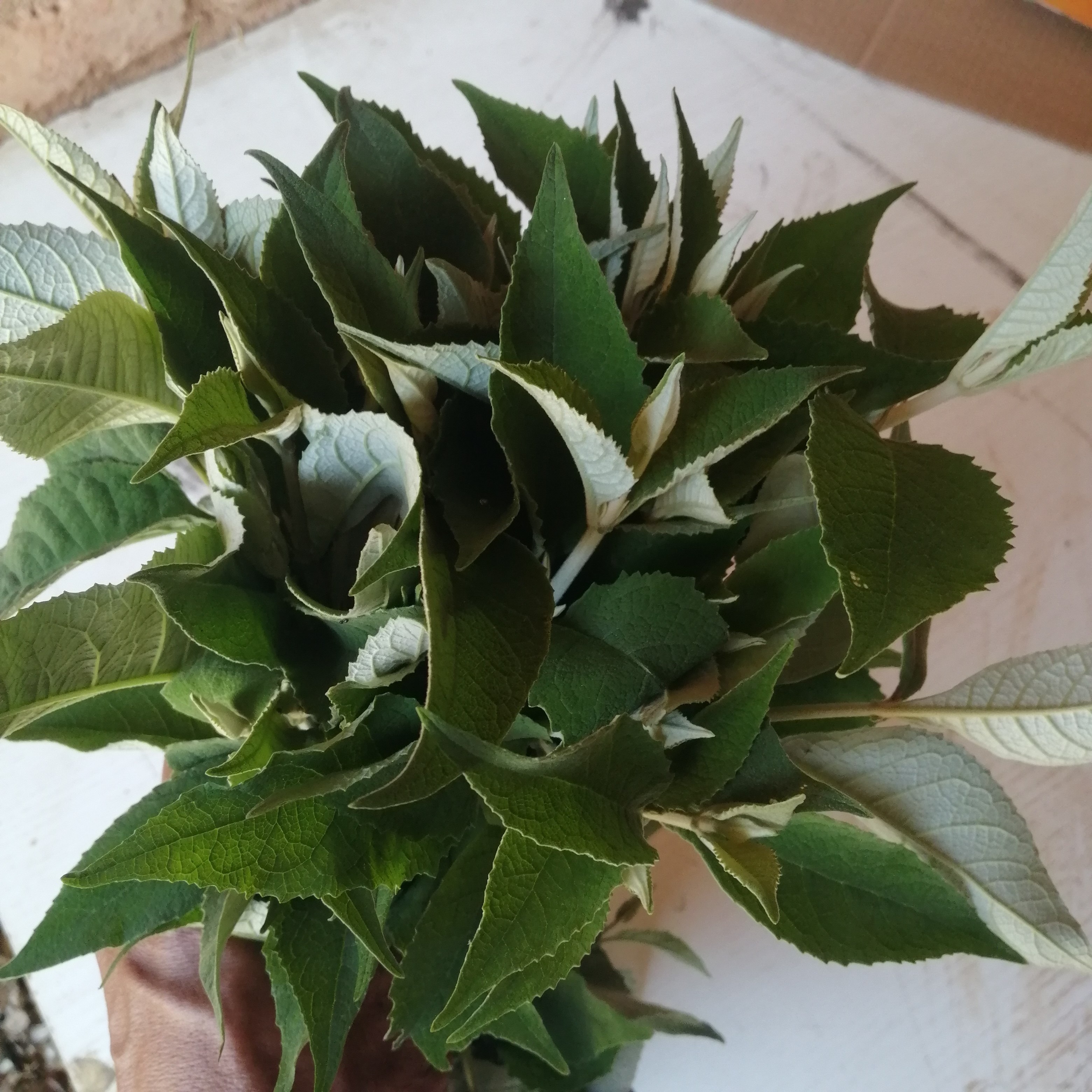 云南密蒙树枝叶新鲜中药材园林庭院纯天然花蕾养肝明目染饭花