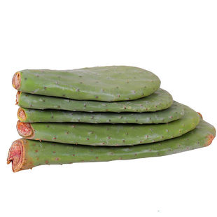 米邦塔仙人掌可食用仙人掌盆栽药用内服外敷可嫁接室内外盆栽绿植