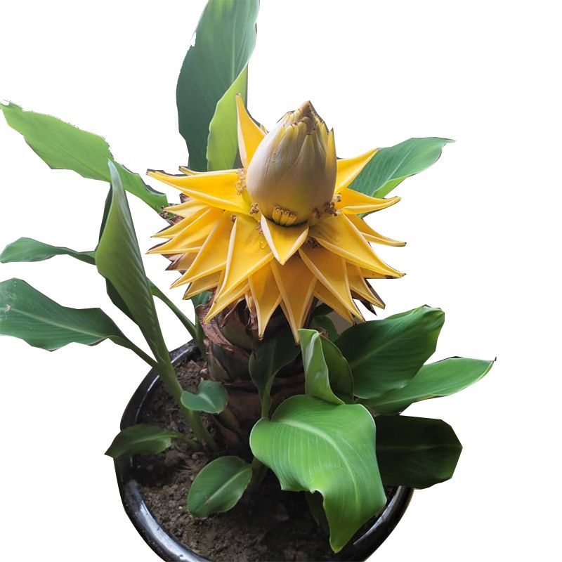 【40cm带花苞】地涌金莲盆栽红莲花卉大型带花苞花苗矮桩千叶