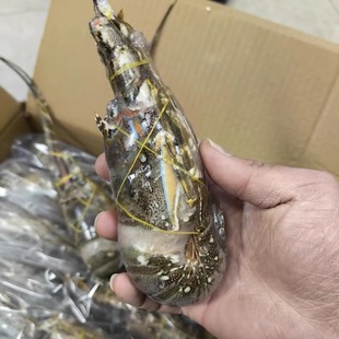 500g 大龙虾50 只波龙小青龙虾海鲜冻品 抢10只小青龙虾 活动价