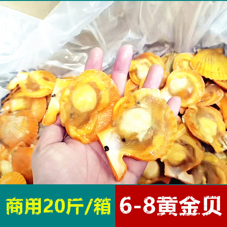 黄金贝10kg 冷冻黄金扇贝大号半壳商用烧烤清蒸蒜蓉粉丝小扇贝