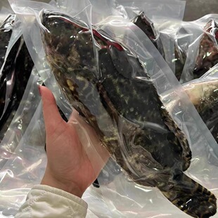 2条老虎斑去内脏开背海捕速冻石斑鱼冷冻海鲜酒店宴会商用1斤/条