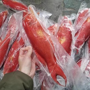 【高品质 东星斑】500-600g/条海捕红星燕尾斑鱼新鲜速冻品