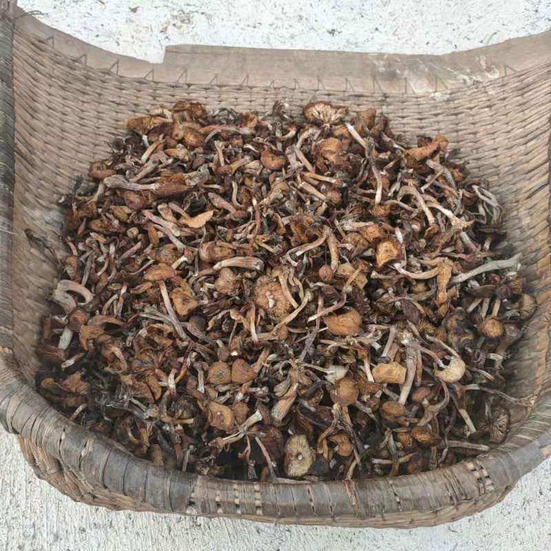 野生榛蘑250g榛蘑长白山蘑菇