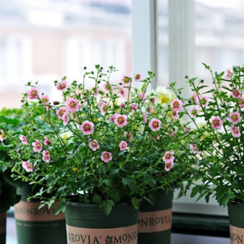 小木槿花苗  庭院盆栽花卉 木槿花苗耐热多花好养