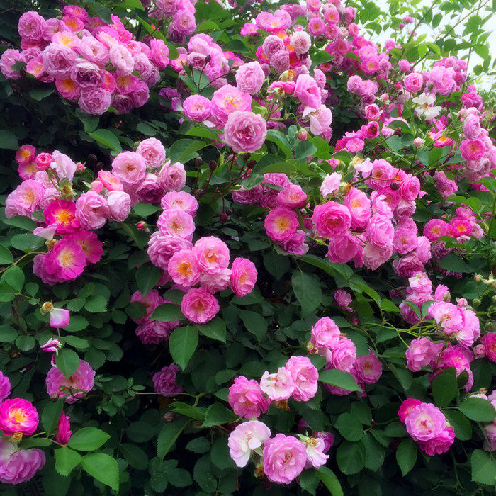 多花蔷薇花苗蔷薇花十姐妹重瓣蔷薇爬藤植物攀援花卉现在花期