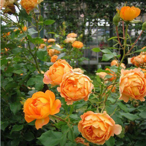 法国藤本微香橙色月季花 蜂蜜焦糖 爬藤花卉绿植小藤本花期长耐开