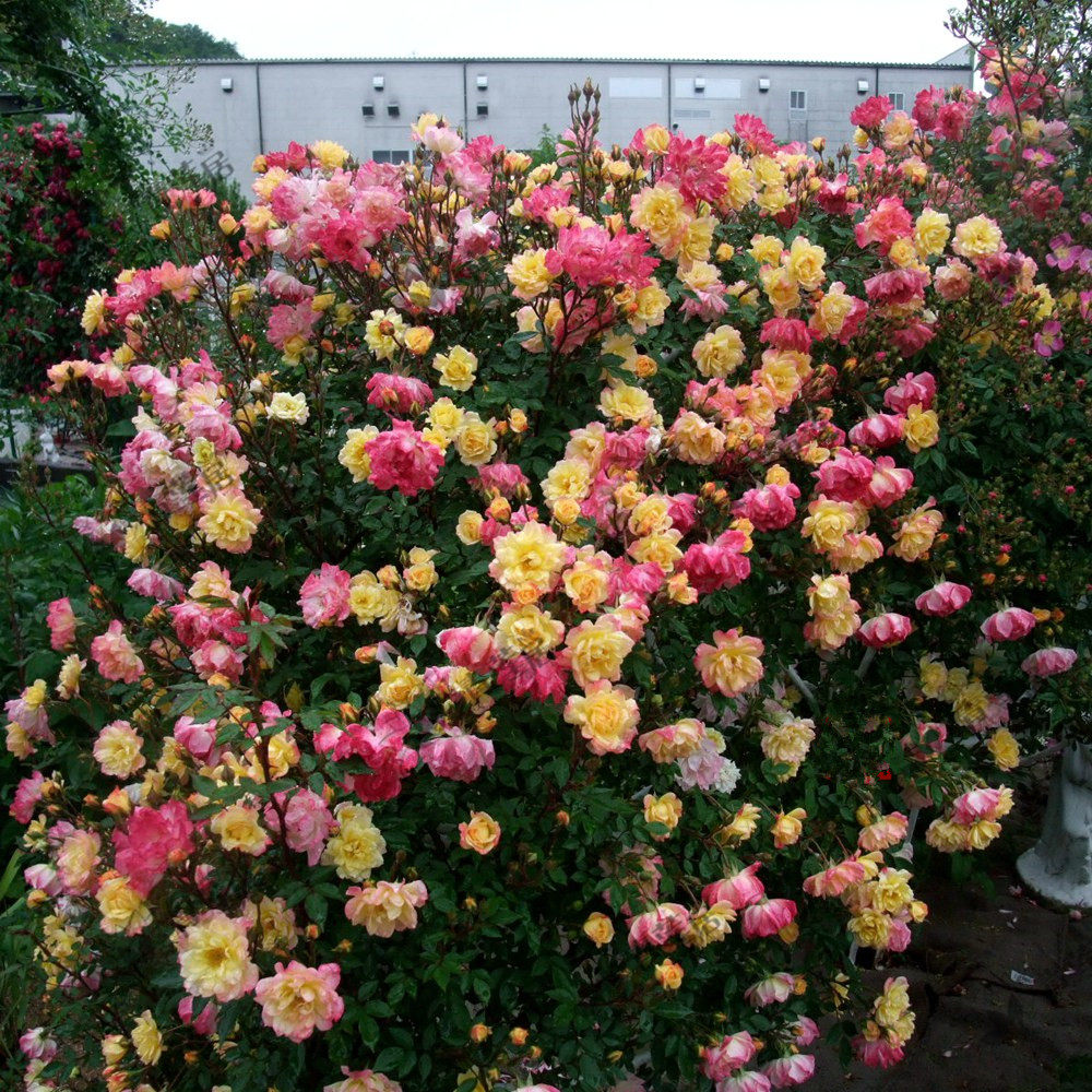 藤本月季 藤彩虹 变色爬藤月季 复色  蔷薇花苗