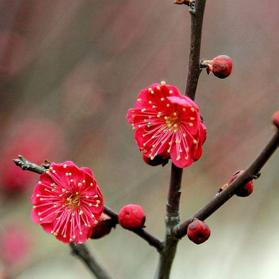 梅花盆栽浓香型庭院冬季种植树苗