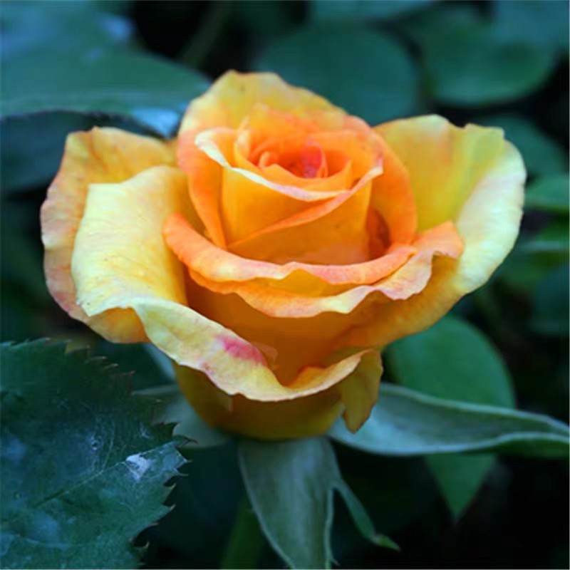 金奖章大花月季庭院地栽切花玫瑰阳台盆栽耐寒耐旱抗病馥郁香气