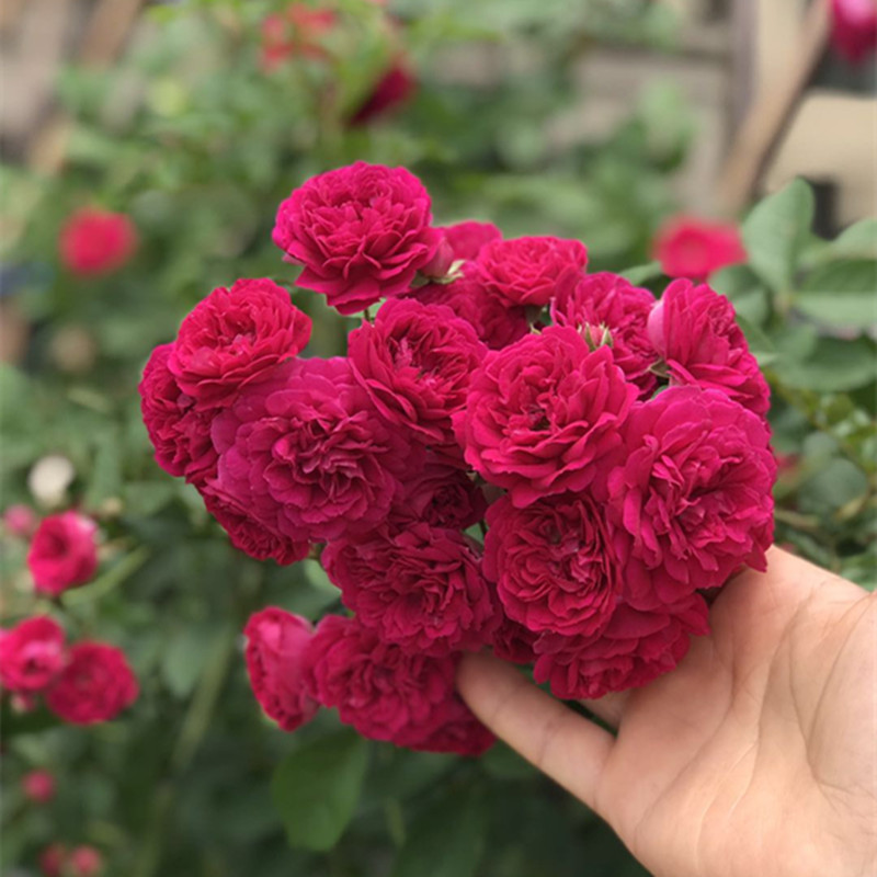 钱家花园 红花蔷薇红罗莉莎蔷薇红木香花苗爬藤 开花超多