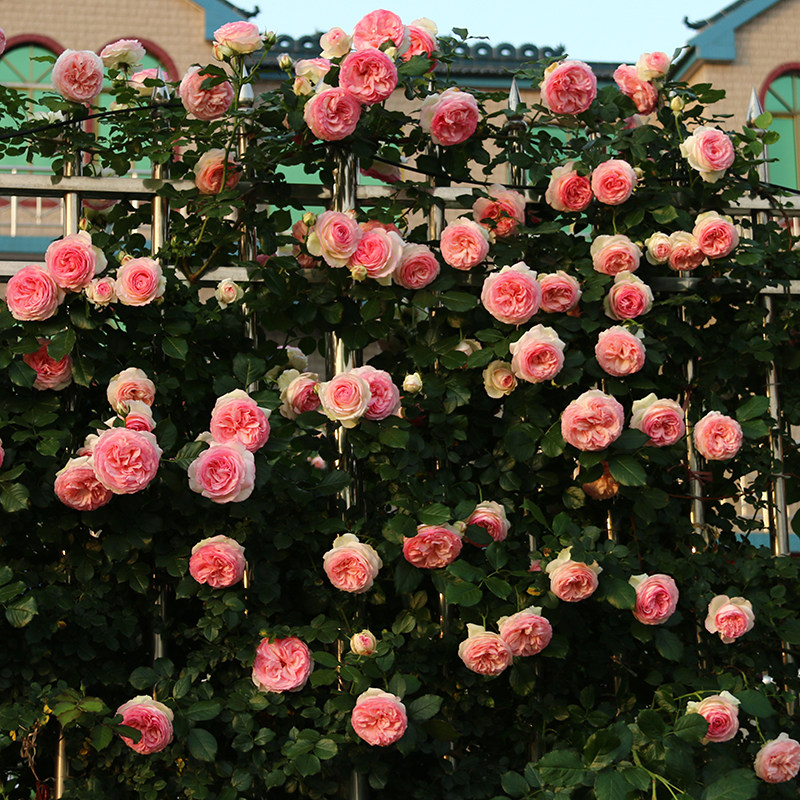 钱家花园欧月第一的品种 粉色龙沙宝石 生命强 抗病 花开久不败