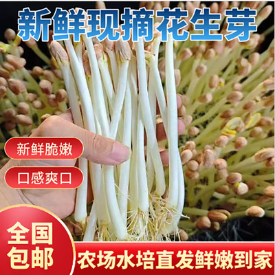 果邮花生芽长寿芽4斤装包邮