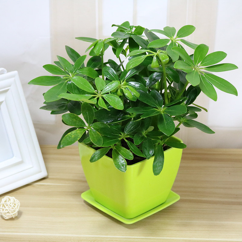 七叶莲阳台盆栽鹅掌柴  鸭脚木四季常青植物室内客厅绿植