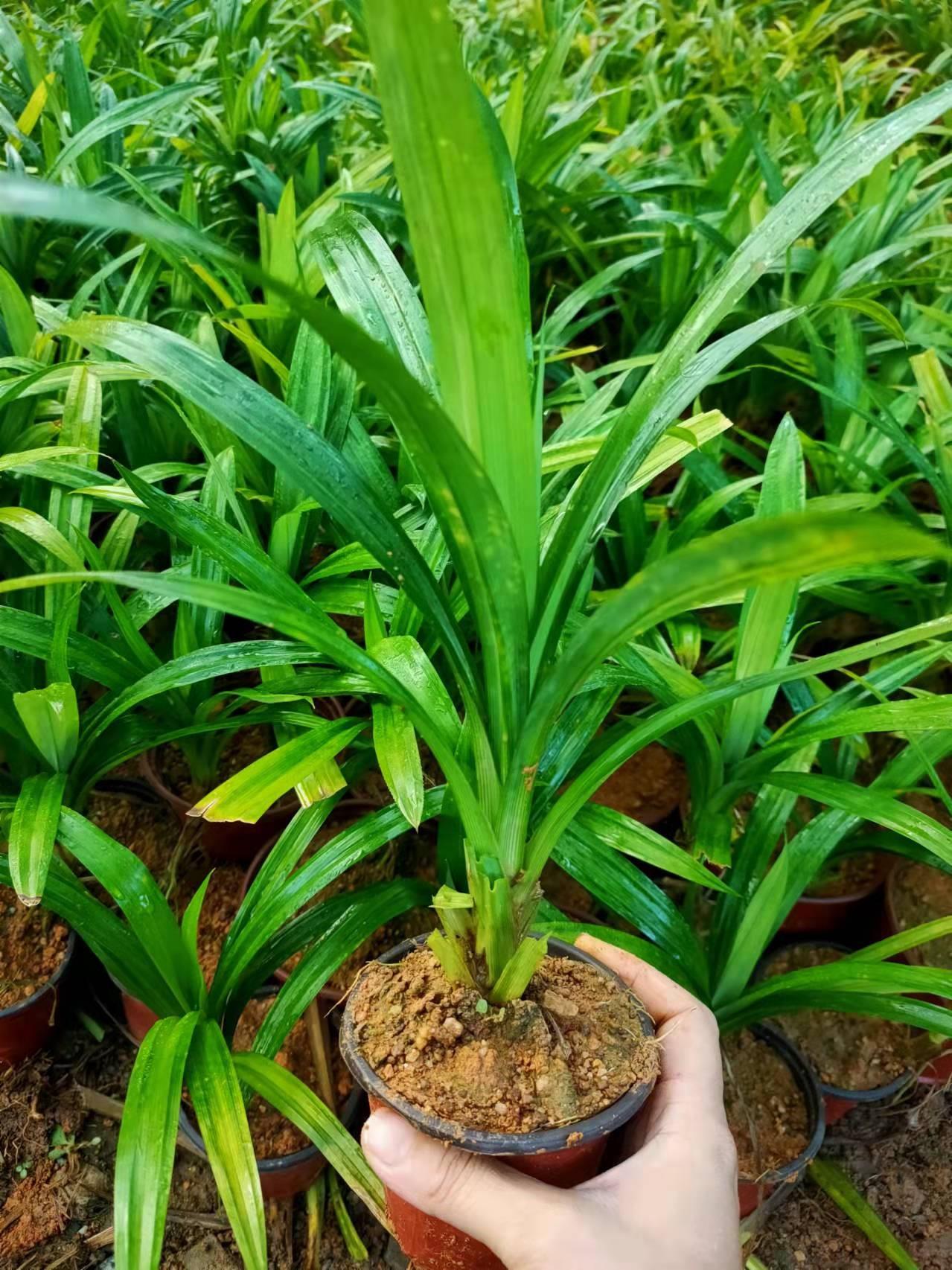 冲量海南香兰叶苗 斑斓叶苗 盆栽 斑兰盆景绿植带盆发货 娘惹原料