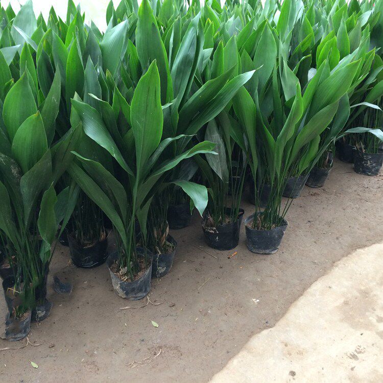 四季长青室内客厅观叶植物绿植盆景一叶兰室内绿叶花卉盆栽