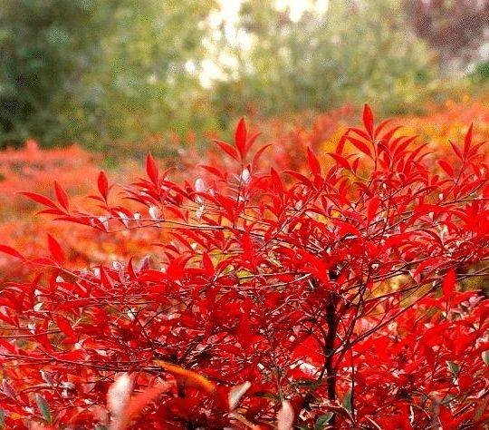 南天竹树苗 室内盆景植物 观果红叶南天竺 庭院绿化红天竹 盆栽花