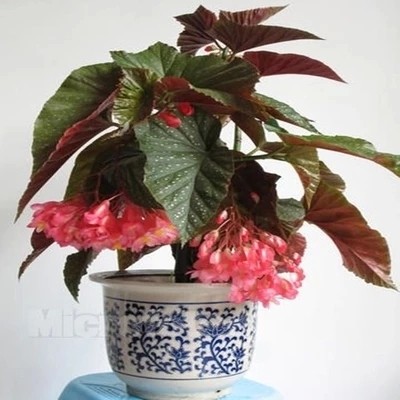 盆栽花卉植物 竹节海棠 又名秋海棠 竹节秋海棠开花促销包邮
