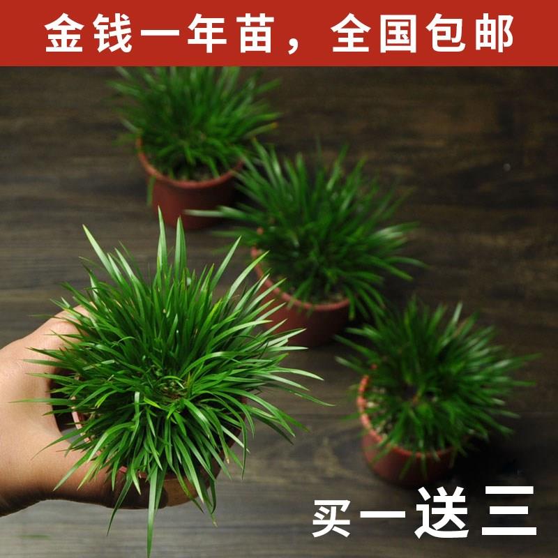 冲量金钱菖蒲苗盆景黄金姬虎须菖蒲植物办公室盆栽四季常青绿植