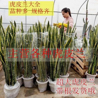 大金边虎皮兰盆栽植物室内新房去防多肉观叶绿植苗虎尾兰