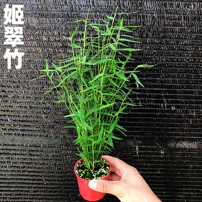 日本姬翠竹 青轴力竹 日本山野草 斑入虎斑风竹 绿植盆栽花卉植物