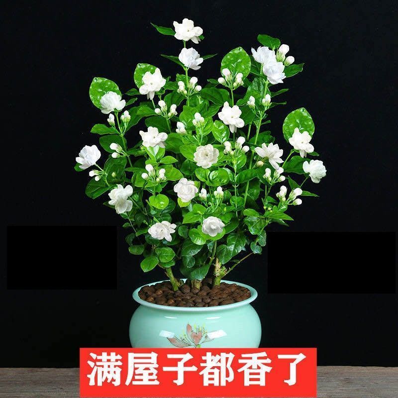 白茉莉虎茉莉花苗盆栽花卉绿植室内办公桌室外观花植物不带花发货