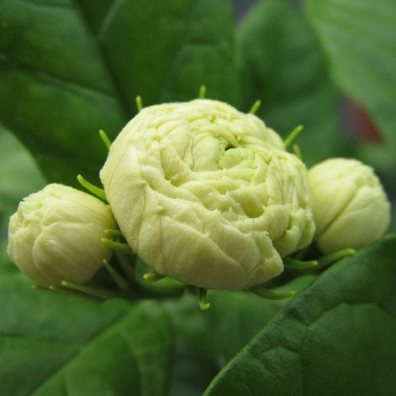 盆栽绿植虎头茉莉/宝珠苿莉重瓣/双色茉莉//花苗当年开花茉莉花