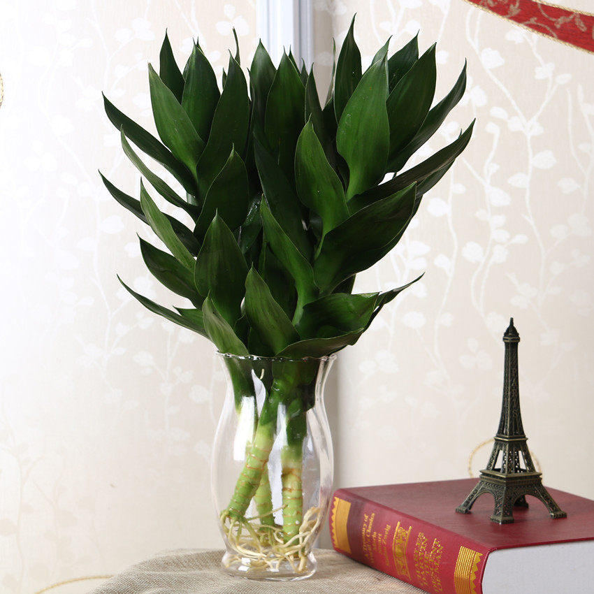 盆栽花卉室内水培荷花竹 莲花竹 富贵观音竹 3株组合 开运竹