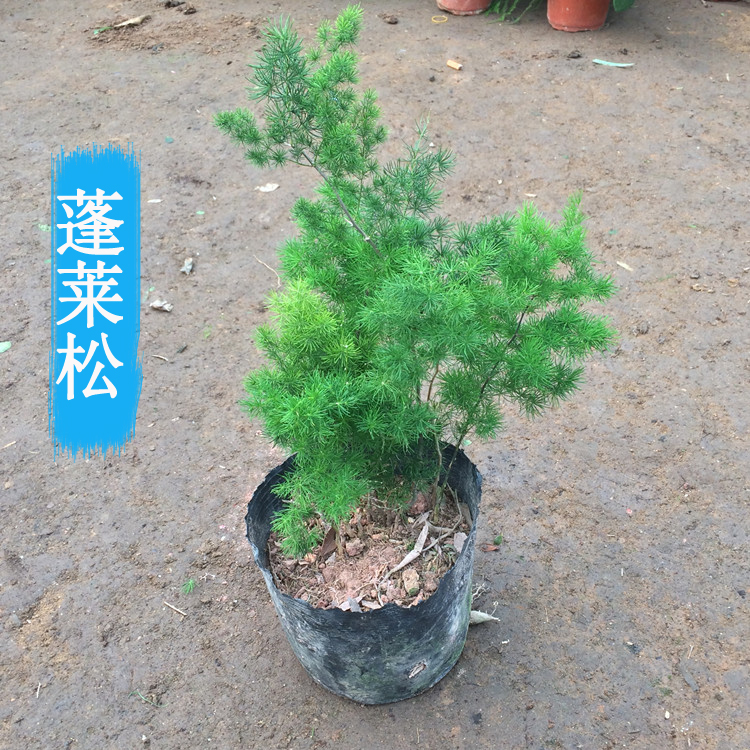 蓬莱松盆栽植物好养办公室盆景绿植室内客厅四季常青家庭空气