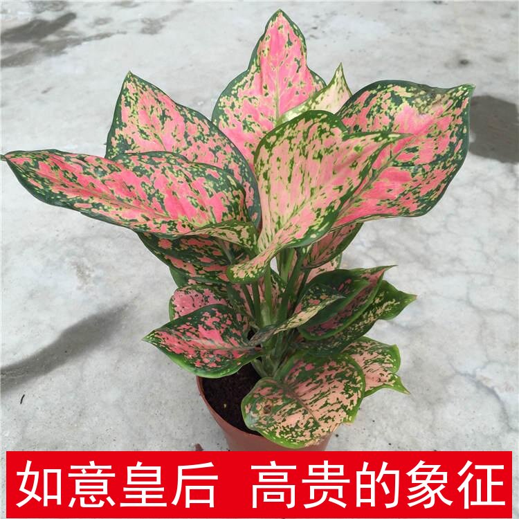 吉祥如意皇后彩叶粗肋草盆栽火红年青室内花卉观叶植物