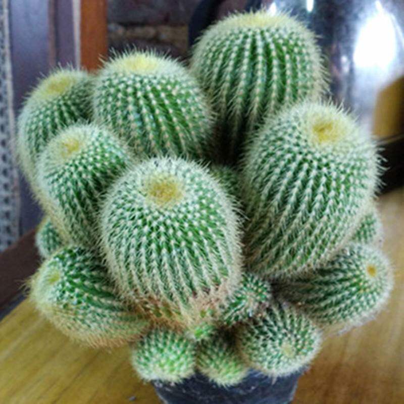仙人球盆栽多肉植物多头金丝猴仙人掌室内外电脑宝贝绿植花卉盆景