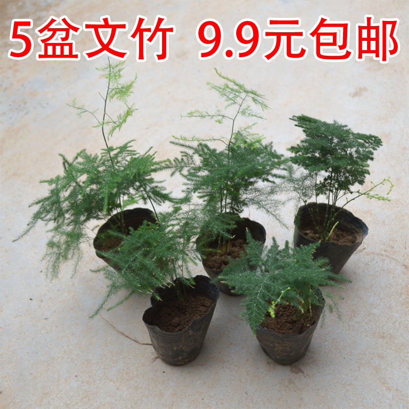 文竹盆栽盆景植物室内四季常青水培植物绿色植物文竹植物花盆苔藓