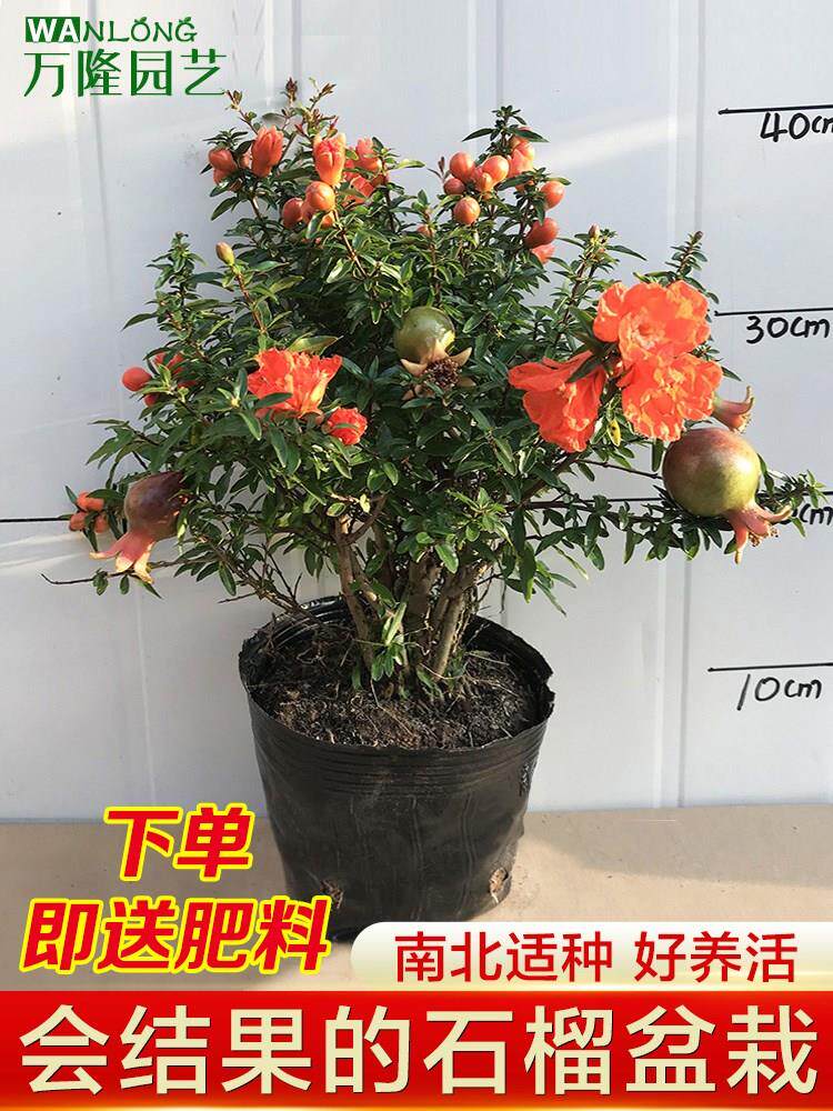 冲量石榴花盆栽观赏果树苗室内盆景四季开花植物室外庭院阳台绿植