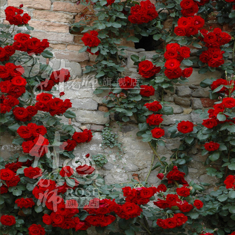 攀援小女孩 多花月季 阳台蔷薇 夏令营 盆栽微型多头藤本月季花苗