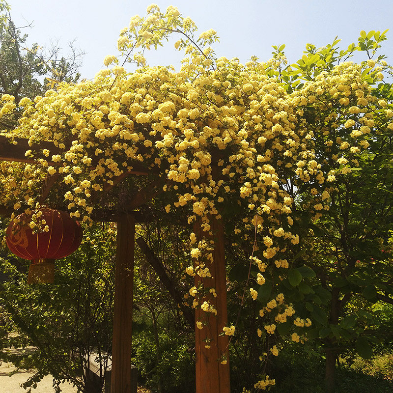 重瓣黄木香花苗盆栽四季庭院爬藤植物花卉浓香白色甜蜜红木香花苗