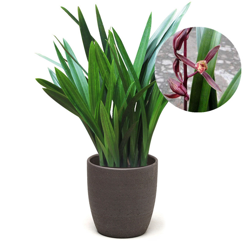 墨兰企黑兰花 室内植物盆栽花卉园艺春兰 客厅绿植盆景浓香兰花苗