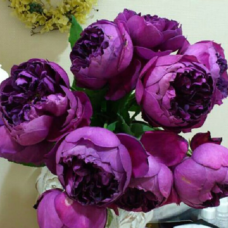 直立切花月季 秋日胭脂 大花浓香包子阳台花园四季开花紫色玫瑰花