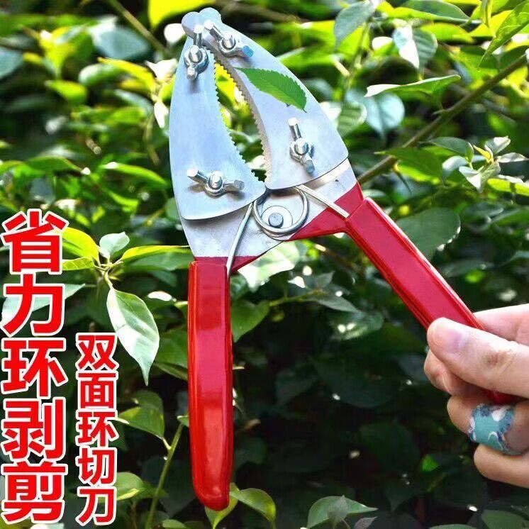 葡萄高压环剥剪开甲扒树皮